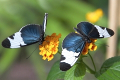 Schmetterlinge-blau